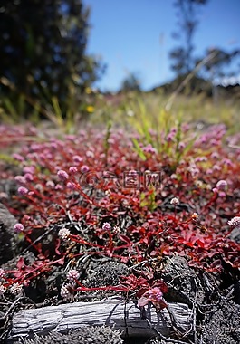 科納,火山,夏威夷