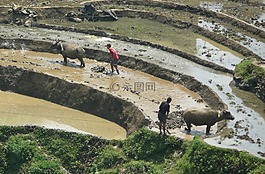 稻田,泥,公牛