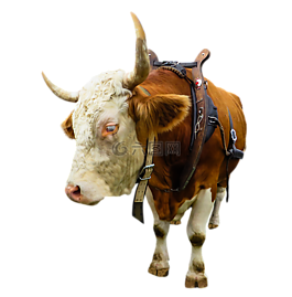 動物,牛,牛肉