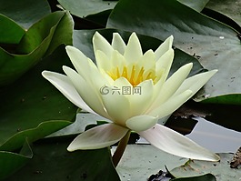 黄色的水百合,水,叶子