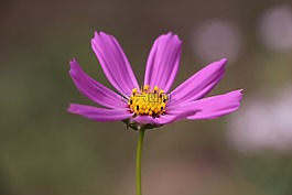 宇宙花,紫色,植物
