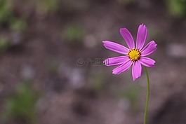 宇宙花,紫色,植物