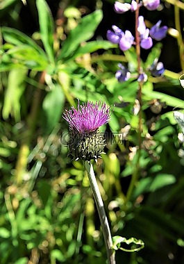 wegdistel,開花,花