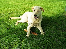 拉布拉多,獵犬,狗