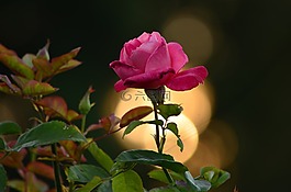 玫瑰,美,牽?；?/>
                            </a>
                            <div   id=