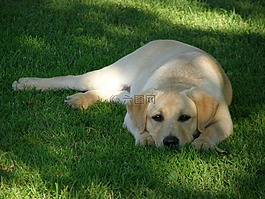 拉布拉多尋回犬,狗,動物