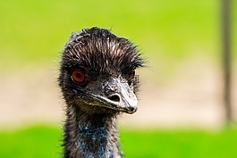 鴕鳥(niǎo),動(dòng)物園,鳥(niǎo)