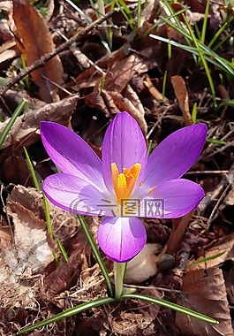 花,藏紅花,春天