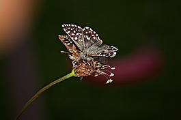 蝴蝶,昆蟲(chóng),動(dòng)物
