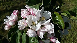 蘋果,蘋果花,樹枝