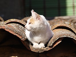 貓,關(guān)于,屋頂