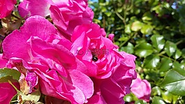 花,開花,紫