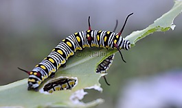 danaus,gilippus,女王
