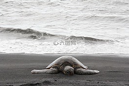 海龜,夏威夷,海洋
