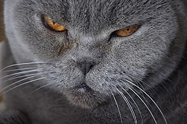 猫,动物,英国的