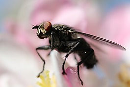 飛,櫻花,昆蟲(chóng)
