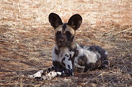 wilddog,非洲,動物