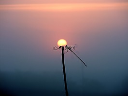 太陽(yáng),薄霧,花卉