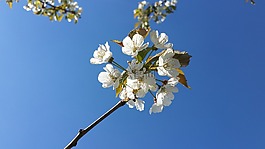 鮮花,櫻桃,morellblomster