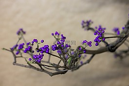紫莓,作物,植物