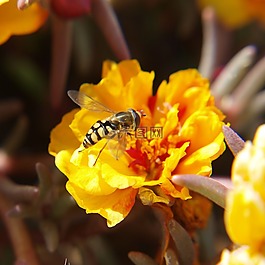 蜜蜂,吸吮,花粉
