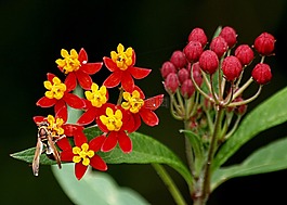 黃蜂,昆蟲(chóng),鮮花
