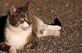 貓,宿醉,mieze