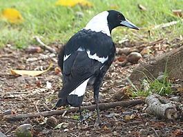 喜鵲,鳥,黑