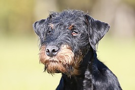 小獵犬,狗,毛皮