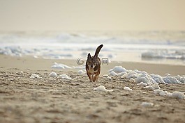 狗,海灘,敘爾特
