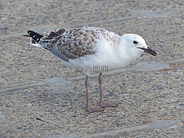海鷗,楊銀鷗,海鳥