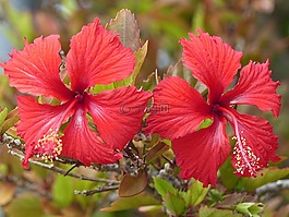 野花,槿,花