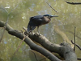水鳥(niǎo),起重機(jī),鷺