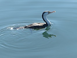 鸕鶿,水,鳥(niǎo)