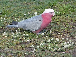 galah,鸚鵡,鳥