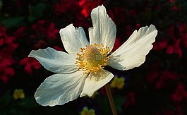 性質,花,海葵