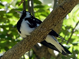 喜鵲云雀,泥云雀,鳥
