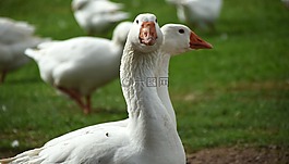 鵝,白,動物