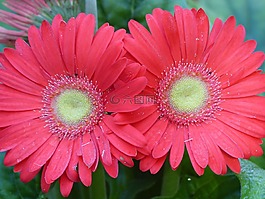 花,野花,花园里的花