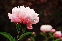 牡丹,花,粉色