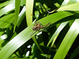 蜘蛛,昆蟲(chóng),野生動(dòng)物