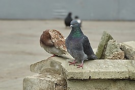 鴿子,鳥,羽毛比賽