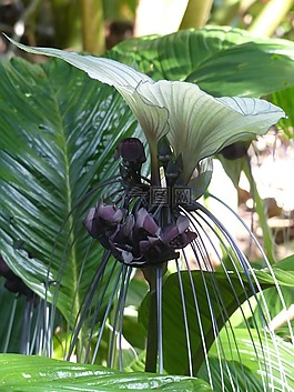 野花,蝙蝠花,花的