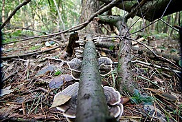 蘑菇,林,秋季