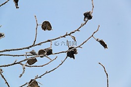 蒼茫,枯葉,蕭瑟