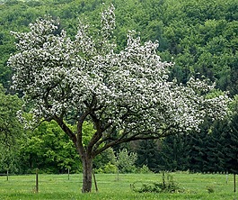 蘋果樹,蘋果花,草地
