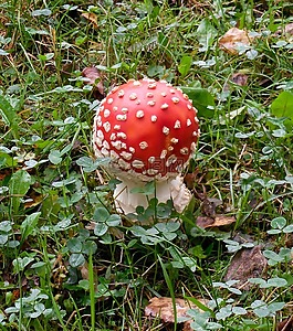 性質(zhì),毒蠅傘,蘑菇