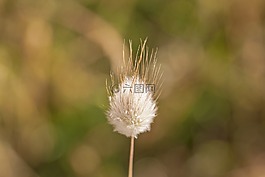 雜草,散景,草