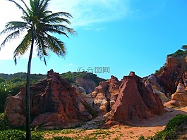 椰子樹,沙丘,天空