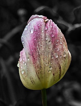 花,郁金香,春天